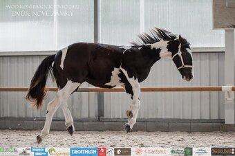 Charakterní kobylka 4 roky - Barock pinto - 2