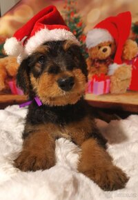 Airedale teriér / Erdelterier - šteniatka s PP - 2