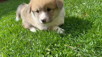 Šteniatka Welsh corgi pembroke - 2