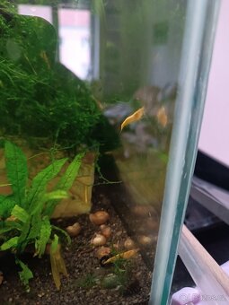 Krevetky Yellow neon stripe - 2