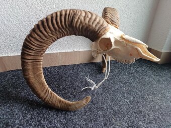 Muflon trofej (rohy; toulce) 70 cm - 2