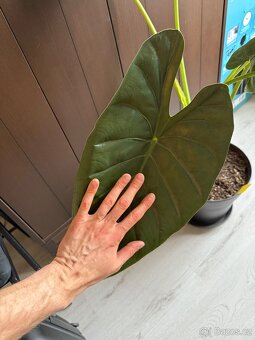 Alocasia macrorrhiza - 1 meter, obrovské listy - 2