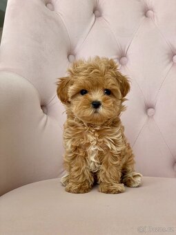 Maltipoo - 2