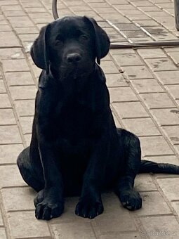 Labradorský retriever s PP - 2