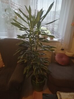 Prodám pokojovou yuku - 2