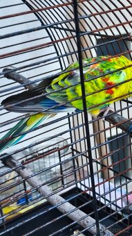 Papoušek zpěvavý - 2