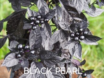 Semínka chilli papriček, paprik a rajčat - 2