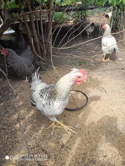 Kohout 🐓 - 2