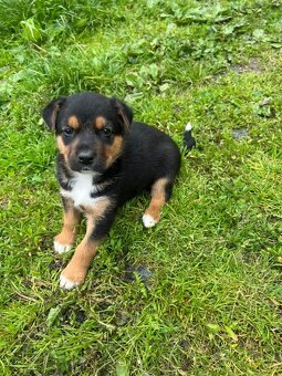 Štěňata 🐶bordel kolie křížená - 2