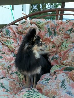 Pomeranian x Čivava - 2