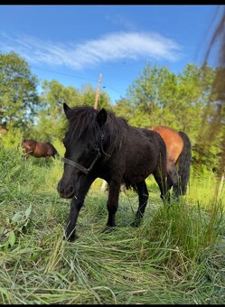 Shetlandský pony - 2