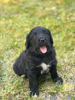 Bernský salašnický X labrador - 2
