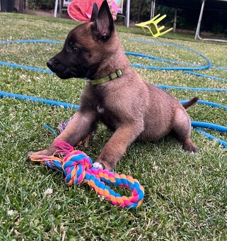 Belgický ovčák - Malinois s PP - 2