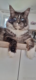 Mainský mývalí kocour modrooký ke krytí - 2