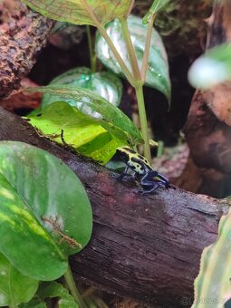 Dendrobates Tinctorius Nominant - 2