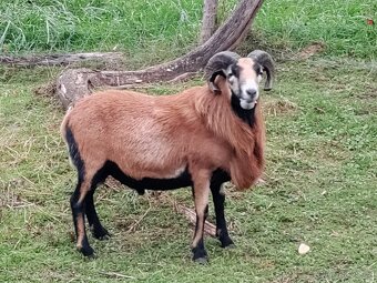 Kamerunský beran - 2