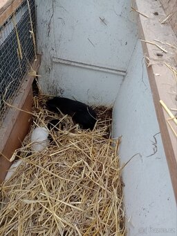 Morče cuy - samec výměna - 2