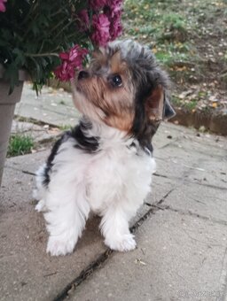 Yorkshire teriér Biro(Jorkšírský teriér Biro) - 2