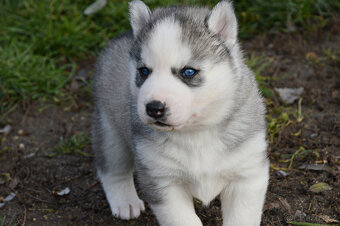 Sibiřský husky s PP - 2