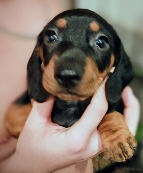 Krátkosrstý jezevčík - 2