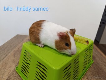 Prodám morčata - 2