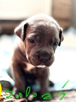 Štěně Staforda - 2