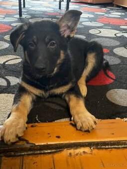 Německý ovčák - 2