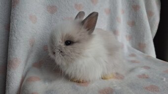 Zakrslý dlouhosrstý králík - 2