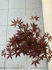 Japonský javor, zahrada, skalky - 2