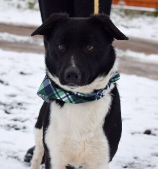 ARIELL K ADOPCI - 1 ROK, KAMARÁDSKÝ,HODNÝ,HRAVÝ - 2