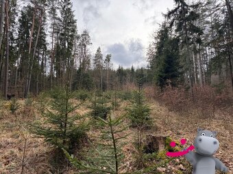 Prodej lesy, 4 475 m2 - Vlachovice - Vrbětice, ev.č. 58514 - 2