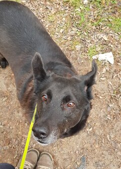 CONNIE K ADOPCI - nejvěrnější parťačka, mazel na N-tou - 2