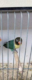Agapornis škraboškový - 2