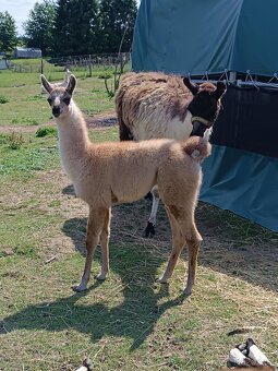Lama - 2