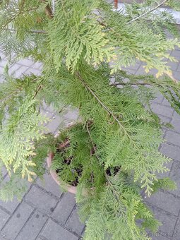 Kontejnerovaný stromek - 2