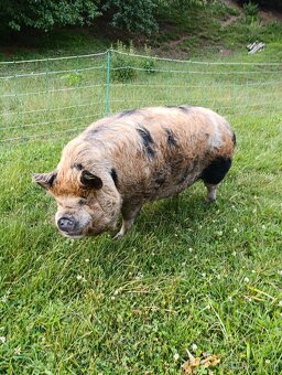 Kune kune - 2