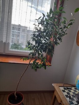 Ficus benjamin - 2