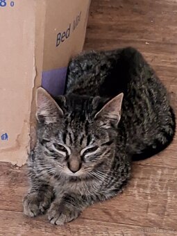 Daruji ,za odvoz - 2