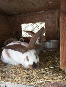 Samice i samci německý obrovitý strakáč a kříženci obrů - 2
