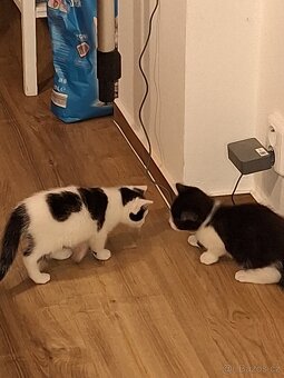 DARUJEME  koťátka - 2