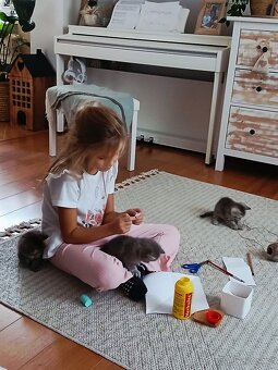 Britská koťátka - 2