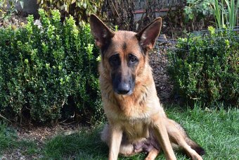 Německý ovčák bez PP - 2