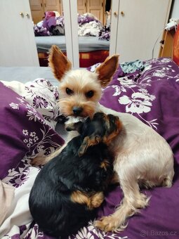 Jorkšírský teriér - 2