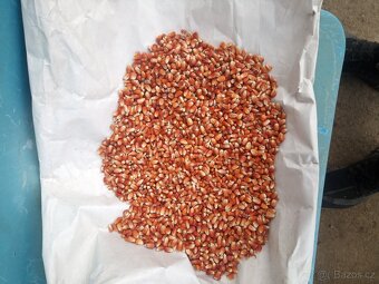 Červená a černá kukuřice - 2