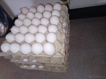 Domácí vejce - 2