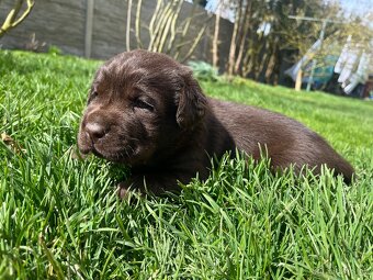 Štěňata labradorských retrívrů - 2