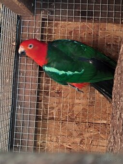 Papoušek královský - 2