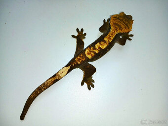Pagekon řasnatý, dospělé samice, Correlophus ciliatus - 2