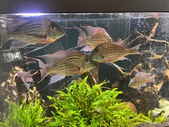 Geophagus Sveni Rio - 2