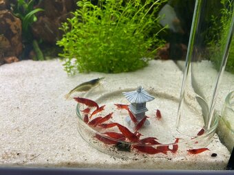 AKCE - Neocaridina bloody mary ktevety - 2